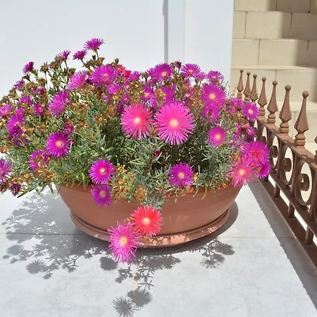 Lantställe I Plateia Kalopanagiotis